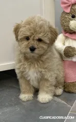 Cachorros Maltipoo en venta