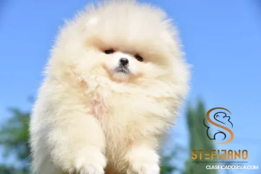Cachorros Pomerania Boo