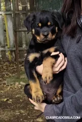 Rottweiler hermosos cachorros