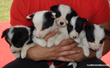Border Collie – Cachorros en venta