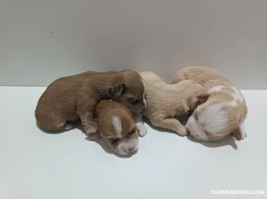 Bichón Habanero – hermosos cachorros en venta