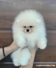 Pomerania – Cachorros hermosos y adorables