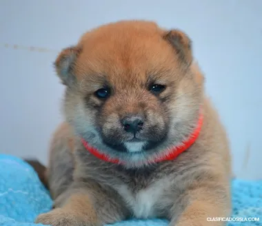 Shiba Inu Hermosos Cachorros