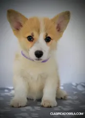 Welsh Corgi Pembroke – Hermosos cachorros
