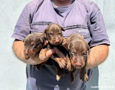 Cachorros de Doberman