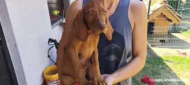 Braco Húngaro de Pelo Corto – Cachorros