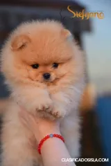 Pomerania Boo cachorros