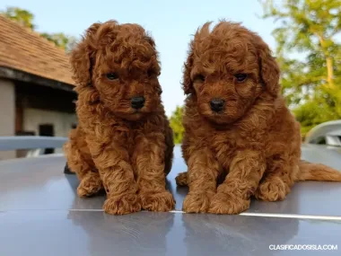 Caniche Toy Rojo – Hermosos Cachorros en Venta