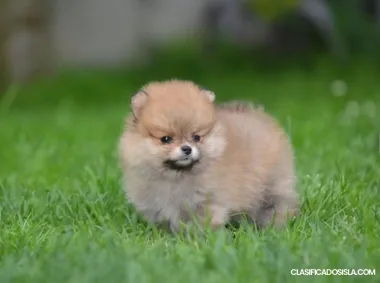 Pomerania Spitz – Hermosos cachorros