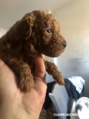 Caniche rojo – Cachorros en venta