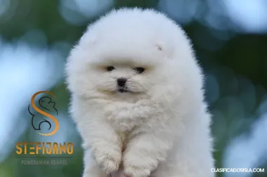 Cachorros de Pomerania Spitz