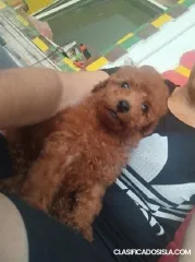 Caniche toy rojo, hermosos cachorros