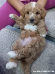 Maltipoo – hermosos cachorros a la venta