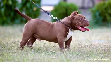 Microbully – Cachorros en Venta