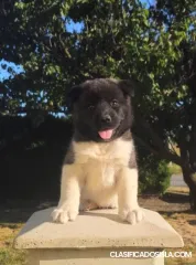 Cachorros Akita Americano TOP