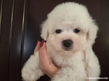 Cachorros de Bichon Frisé