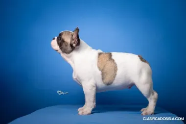 Bulldog Francés – Hermosos Cachorros