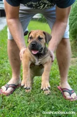 Cachorros de Mastín Sudafricano – Boerboel