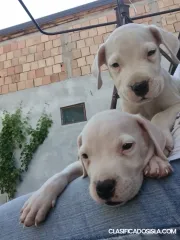 Dogo Argentino Cachorros