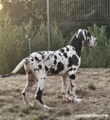 Gran Danés – Hermosos cachorros