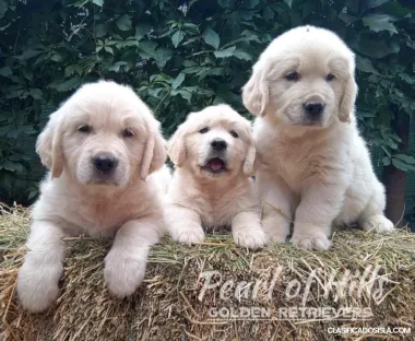 Golden Retriever – Hermosos cachorros