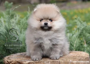 Pomerania Boo cachorros