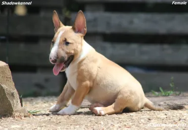 Mini Bull Terrier – Hermosos Cachorros