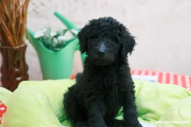 Cachorros de Poodle Real