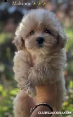 Cachorros Maltipoo de genética superior