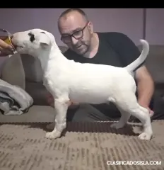 Cachorros de Bull Terrier