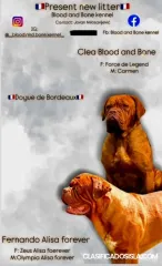 Cachorros de Dogue de Bordeaux
