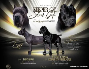 Cane Corso Hermosos Cachorros