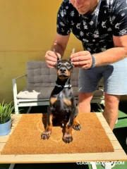 Cachorros de Doberman