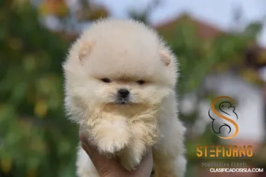 Pomerania Boo cachorros