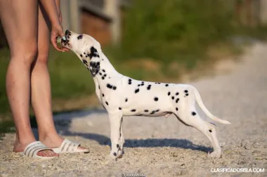 Cachorros de Dálmata