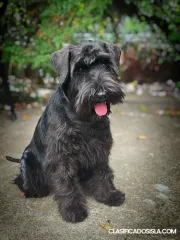 Schnauzer Miniatura Negro – Cachorros