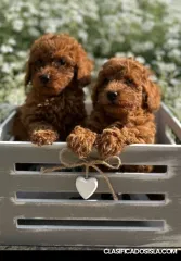 Caniches – Cachorros Toy y Mini