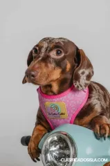 Dachshund Cachorros Hermosos