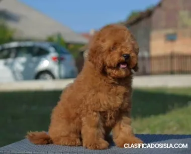 Caniche miniatura, cachorros machos