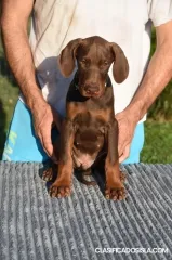 Cachorros machos de dóberman