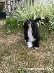 Perro Crestado Chino – Cachorros