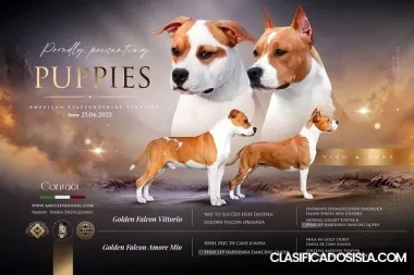 American Staffordshire Terrier