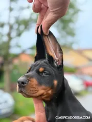 Doberman – Hermosos Cachorros