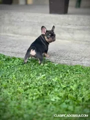 Bulldogs Franceses – EXOTIC TOP QUALITY