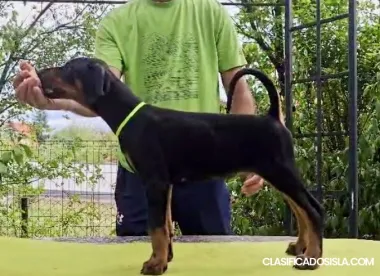Cachorros Doberman – Linaje Campeón