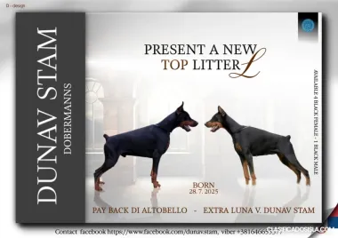 Doberman – Hermosos Cachorros