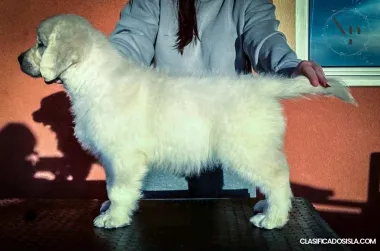 Golden Retriever – cachorros hermosos