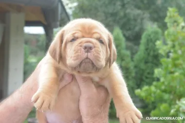 Dogue de Bordeaux (Mastín de Burdeos) Hermosos Cachorros