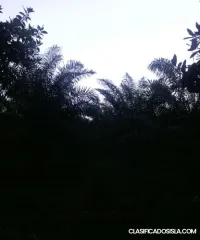 Fincas En Venta, Monte Plata!!