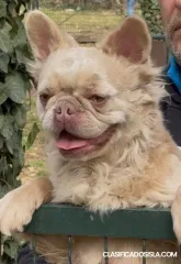 Bulldog Francés, hembra en celo